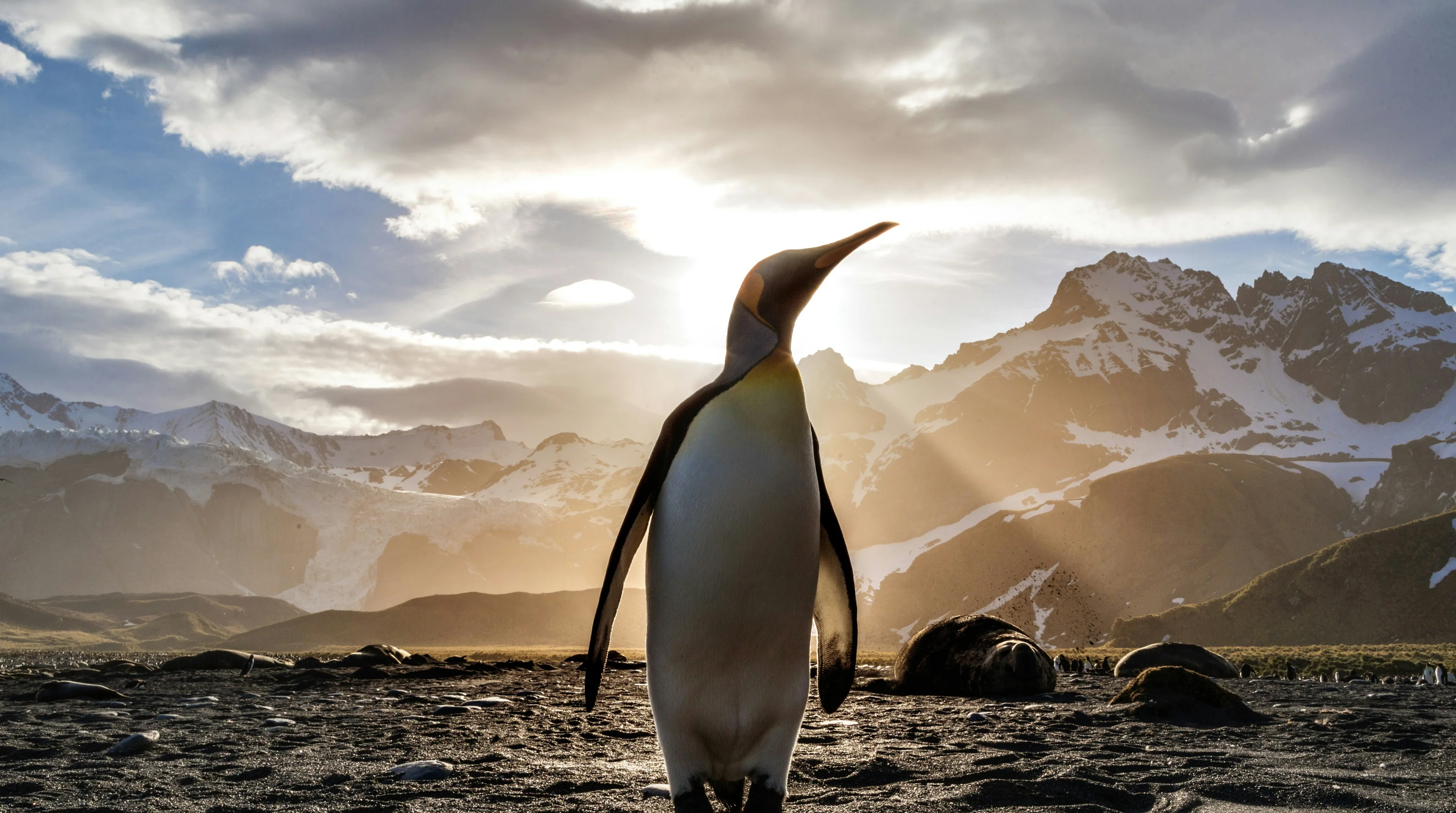 King Penguin